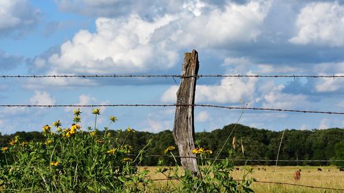 Plants growing on field against sky