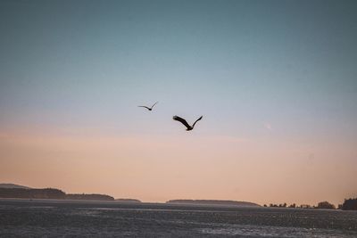 Seagulls flying over sea against sky during sunset