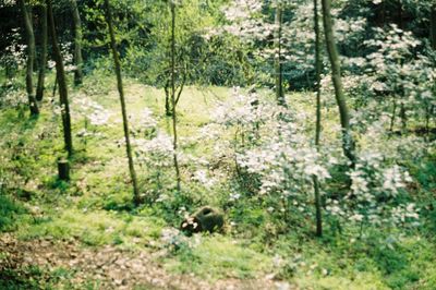 Plants growing on field