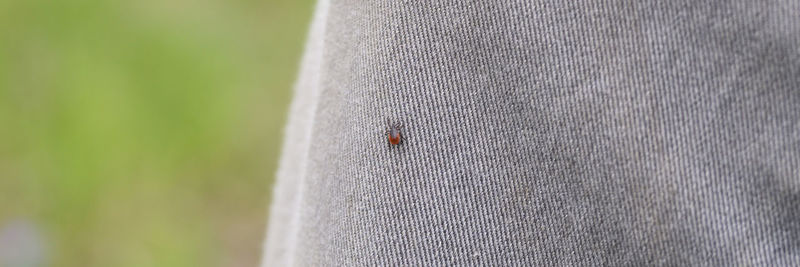 Close-up of ladybug against blurred background