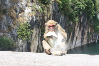 Portrait of monkey sitting on rock