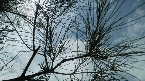 Low angle view of bare tree against sky