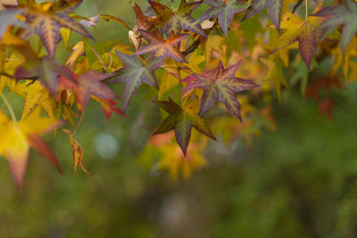 Close-up of maple leaves on plant