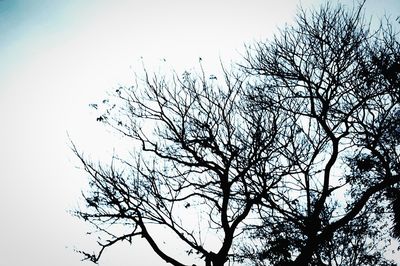 Low angle view of bare trees against sky