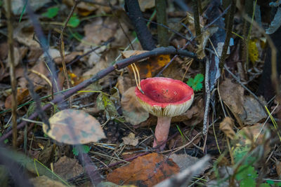 High angle view of mushroom growing on field