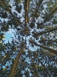 Low angle view of trees in forest