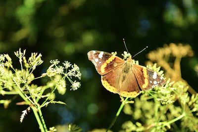 Close-up of butterfly pollinating on flower