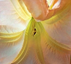 Close-up of bee on flower