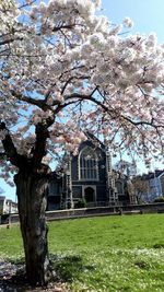 Cherry blossom tree by building against sky