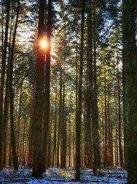 Sunlight streaming through trees in forest