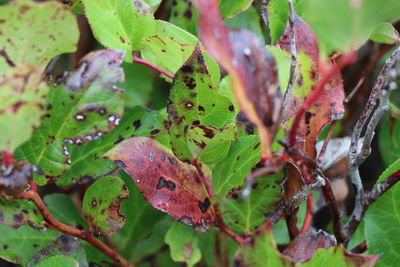 Close-up of leaves on plant during autumn