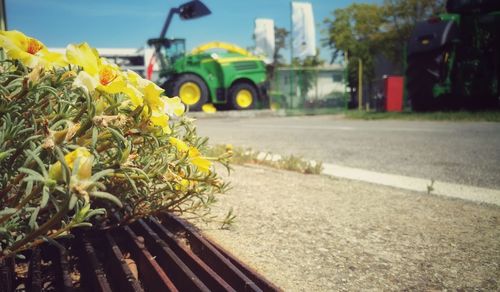 Close-up of yellow flowers on street