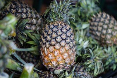 Close-up of fruit growing in market