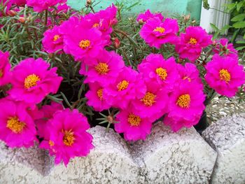 Close-up of pink flowers blooming outdoors