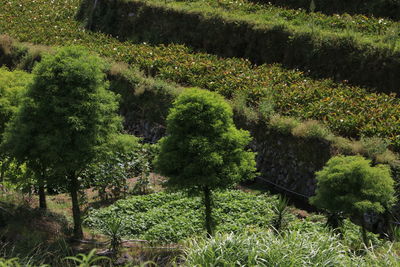 High angle view of trees growing on field