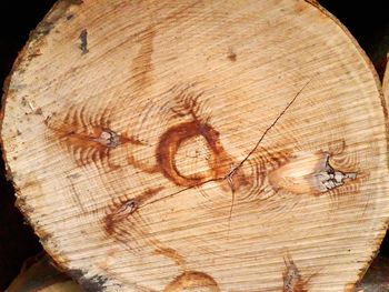 High angle view of tree stump