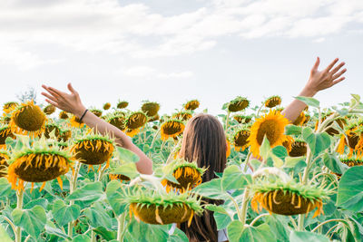 The girl is standing in a field of sunflowers with her back outstretched arms in the rays 