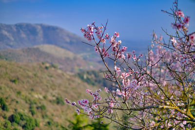 Close-up of pink cherry blossoms in spring