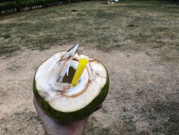 Close-up of hand holding fruit