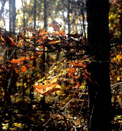 Close-up of autumn leaves on tree trunk in forest