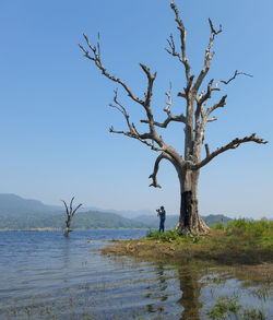 Bare tree by lake against clear blue sky