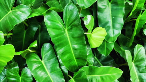 Close-up of green leaves