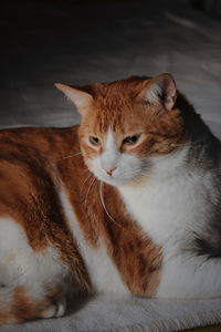 Close-up of a cat looking away