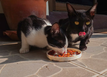 Cute cats eating food