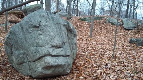 Close-up of lizard on tree trunk