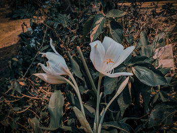 Close-up of white flowering plants on field