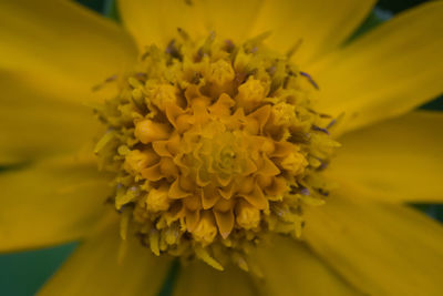 Close-up of yellow flowering plant