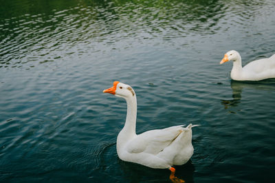 Geese swimming in lake