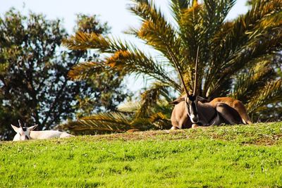 Horse relaxing on field