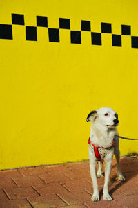 Dog standing on footpath against yellow wall