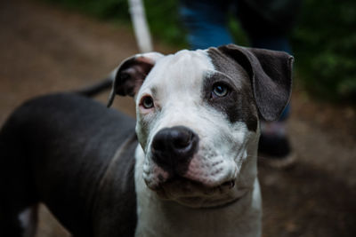 Close-up portrait of dog on field