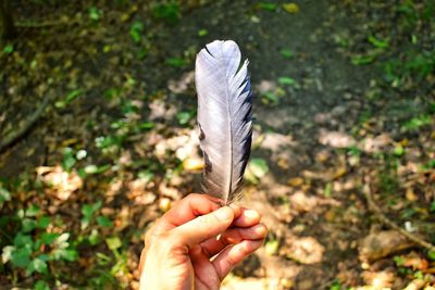 Close-up of hand holding feather