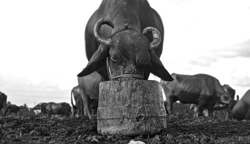 Buffaloes feeding on field against sky