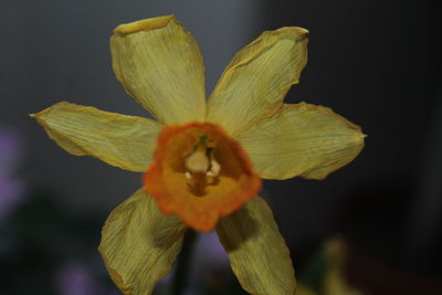 Close-up of day lily blooming outdoors