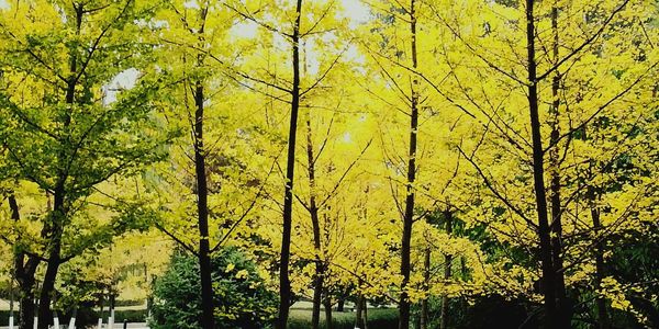 View of yellow trees in forest