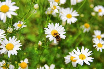 Close-up of white daisy flowers