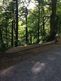 Road amidst trees in forest