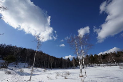 Trees on snow covered landscape against blue sky