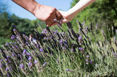 Cropped image of couple holding hands over flowering plants