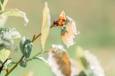 Close-up of insect on flower