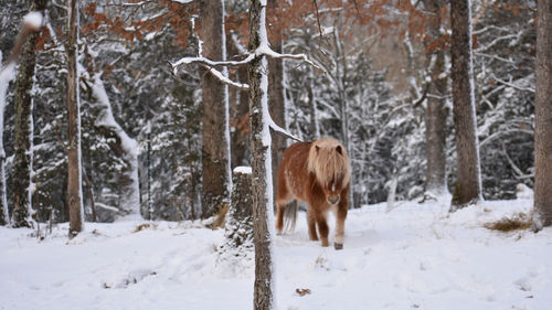 Horse standing in snow