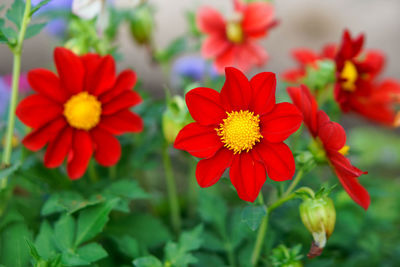 Close-up of red flowering plants