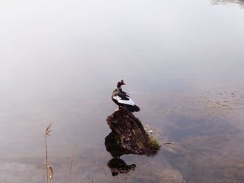 High angle view of duck swimming on lake