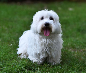 Portrait of white dog on field