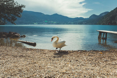Swans on lake against mountains