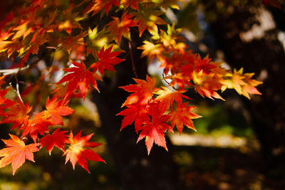 Close-up of maple leaves on tree